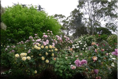 Rose garden on cool morning 09.06.jpg