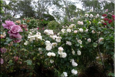 Rose garden on cool morning 09.07.jpg