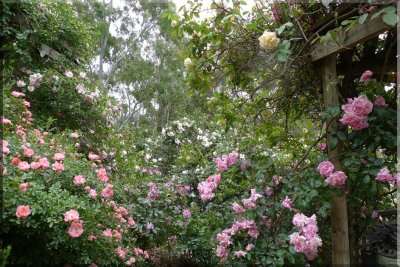 Rose garden on cool morning 09.09.jpg