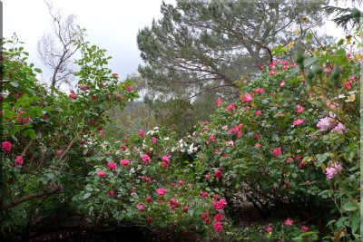 Rose garden on cool morning 09.10.jpg