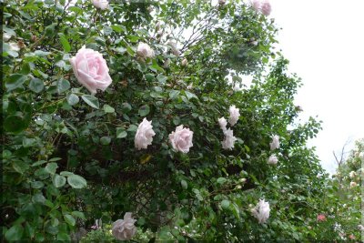 Rose garden on cool morning 09.11.jpg