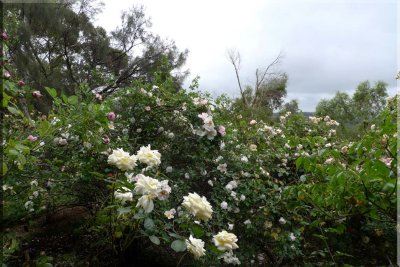 Rose garden on cool morning 09.12.jpg