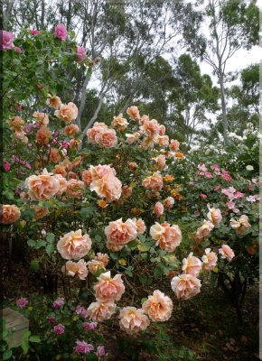 Rose garden on cool morning 09.13.2.jpg