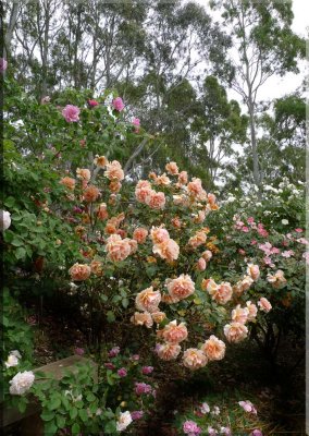 Rose garden on cool morning 09.13.jpg