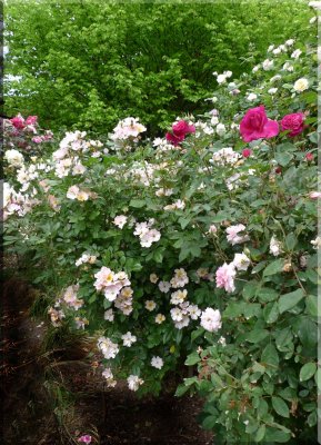 Rose garden on cool morning 09.15.jpg