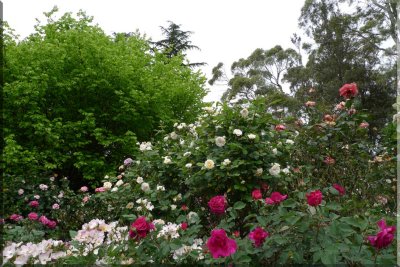 Rose garden on cool morning 09.16.jpg