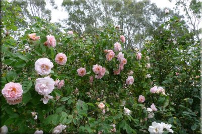 Rose garden on cool morning 09.17.jpg