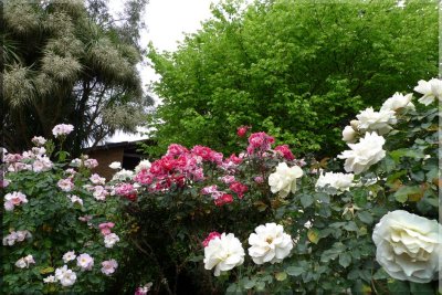 Rose garden on cool morning 09.19.jpg
