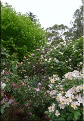 Rose garden on cool morning 09.20.jpg