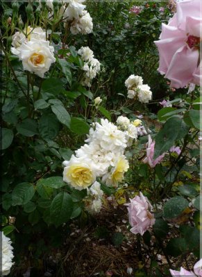 Rose garden on cool morning 09.21.jpg