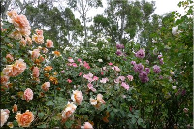 Rose garden on cool morning 09.23.jpg