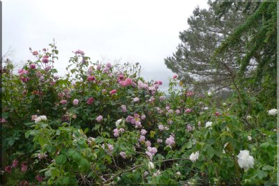 Rose garden on cool morning 09.25.jpg