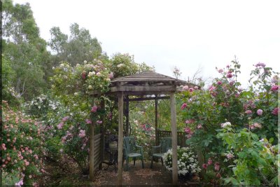 Rose garden on cool morning 09.26.jpg