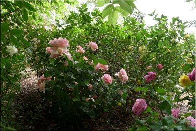 Rose garden on cool morning 09.27.jpg