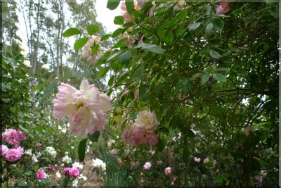 Rose garden on cool morning 09.29.jpg