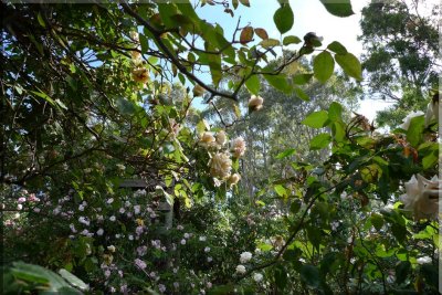 Rose garden on cool morning 09.35.jpg