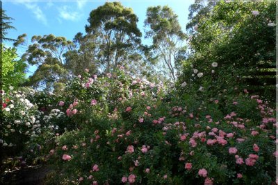 Rose garden on cool morning 09.36.jpg