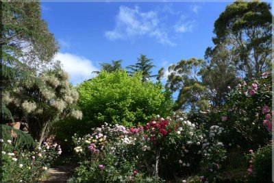 Rose garden on cool morning 09.37.jpg