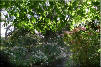 Rose garden on cool morning 09.38.jpg