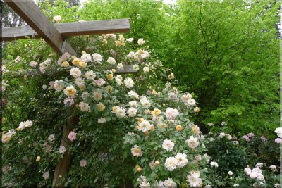 Rose garden on cool morning 09.40.jpg