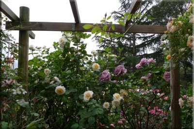 Rose garden on cool morning 09.41.jpg