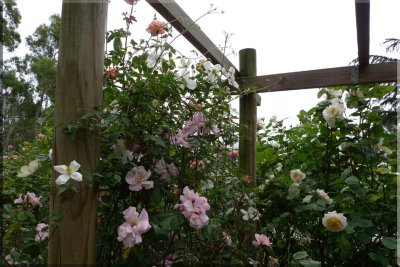 Rose garden on cool morning 09.42.jpg