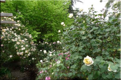 Rose garden on cool morning 09.43.jpg
