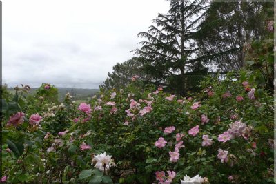 Rose garden on cool morning 09.44.jpg