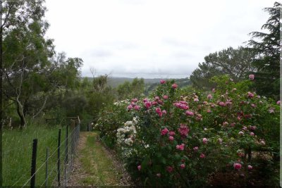 Rose garden on cool morning 09.45.jpg