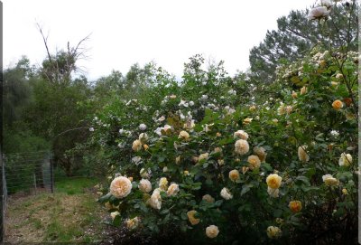 Rose garden on cool morning 09.46.jpg