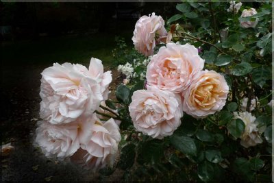 Rose garden on cool morning 09.50.jpg