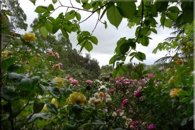 Rose garden on cool morning 09.53.2.jpg