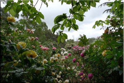 Rose garden on cool morning 09.53.jpg
