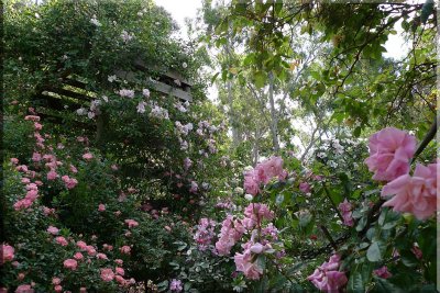 Rose garden on cool morning 09.56.jpg