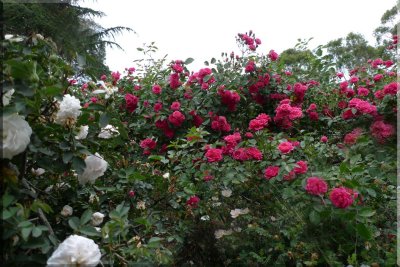 Rose garden on cool morning 09.64.jpg