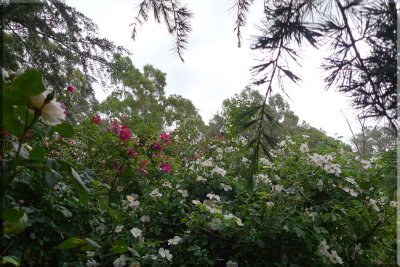 Rose garden on cool morning 09.66.jpg