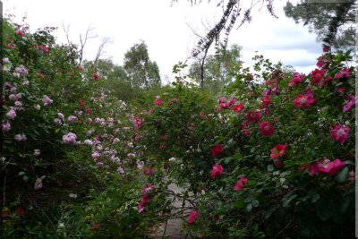 Rose garden on cool morning 09.67.jpg