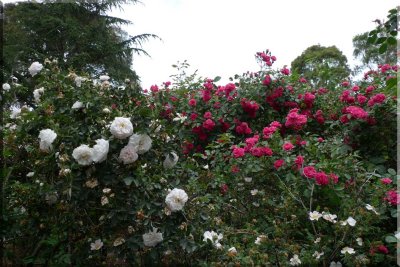 Rose garden on cool morning 09.68.jpg