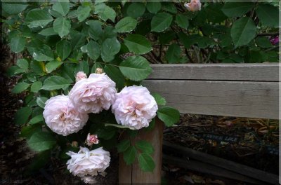 Rose garden on cool morning 09.69.jpg