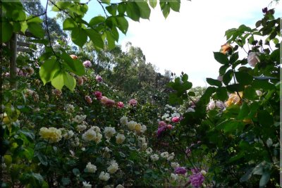 Rose garden on cool morning 09.71.jpg