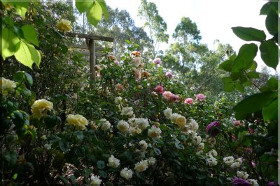 Rose garden on cool morning 09.71a.jpg