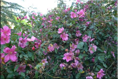 Rose garden on cool morning 09.73.jpg