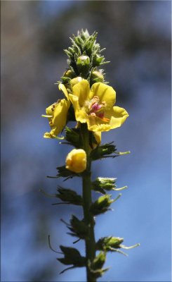 WILD flower