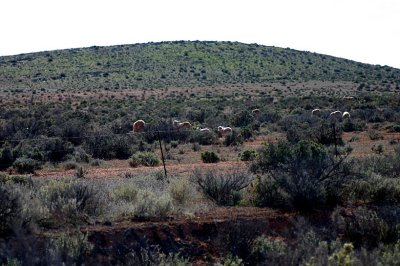 Outback sheep foraging