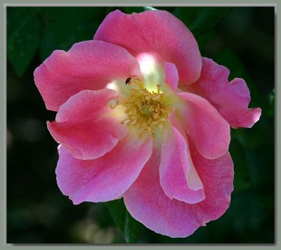 Dapple Dawn - an Austin rose