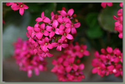 Cluster of kalanchoe blooms