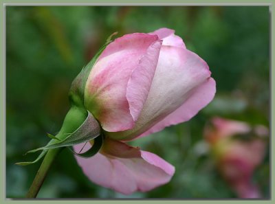 Rosebud...