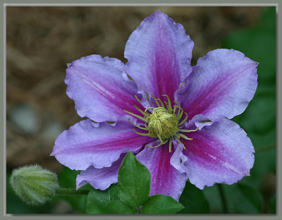 Clematis Piilu