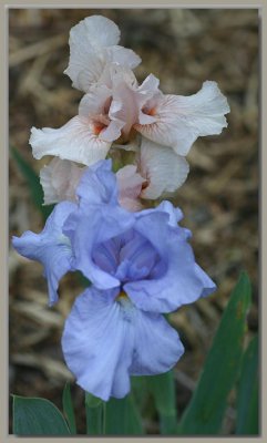 Pink and Blue iris
