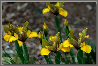 A new iris in the garden